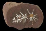 Fossil Horsetail (Annularia) Nodule - Mazon Creek #134864-1
